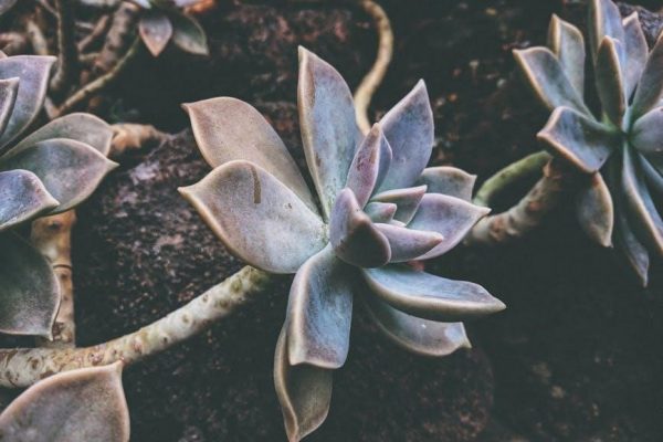 zone 6 planting guide