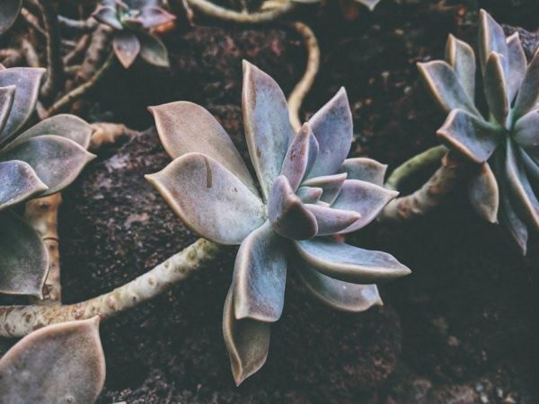 zone 6 planting guide